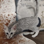 Mau silver female DOB 12-23-21