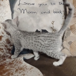 Mau silver female DOB 12-23-21