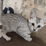 Mau silver female DOB 12-23-21