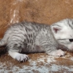 Mau silver female DOB 12-23-21