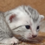 Mau silver female DOB 12-23-21