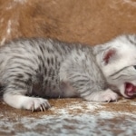 Mau silver female DOB 12-23-21