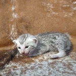 Mau silver female DOB 12-23-21