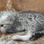 Mau silver female DOB 12-23-21