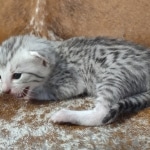 Mau silver female DOB 12-23-21