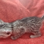 Mau silver female DOB 12-23-21