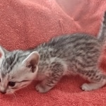 Mau silver female DOB 12-23-21