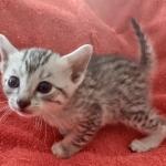 Mau silver female DOB 12-23-21