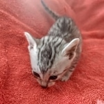 Mau silver female DOB 12-23-21