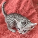 Mau silver female DOB 12-23-21