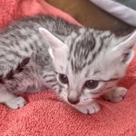 Mau silver female DOB 12-23-21