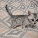 Mau silver female DOB 12-23-21