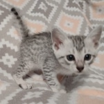 Mau silver female DOB 12-23-21