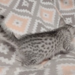 Mau silver female DOB 12-23-21