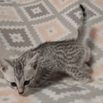 Mau silver female DOB 12-23-21