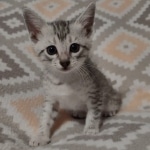 Mau silver female DOB 12-23-21