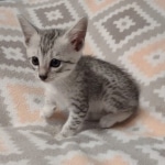 Mau silver female DOB 12-23-21