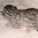 Egyptian Mau female Kitten DOB 2-27-21