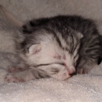 Egyptian Mau female Kitten DOB 2-27-21