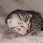 Egyptian Mau female Kitten DOB 2-27-21