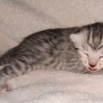 Egyptian Mau female Kitten DOB 2-27-21