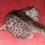 Egyptian Mau female Kitten DOB 2-27-21