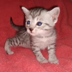 Egyptian Mau female Kitten DOB 2-27-21