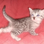 Egyptian Mau female Kitten DOB 2-27-21