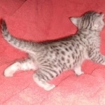 Egyptian Mau female Kitten DOB 2-27-21