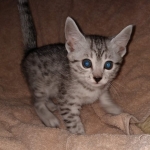 Egyptian Mau female Kitten DOB 2-27-21