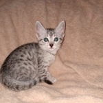 Egyptian Mau female Kitten DOB 2-27-21