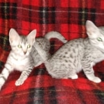 Egyptian Mau silver females DOB 2-27-21