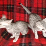Egyptian Mau silver females DOB 2-27-21
