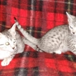 Egyptian Mau silver females DOB 2-27-21
