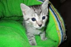 Willow Mina, Egyptian Mau, Silver Female #1 DOB 3-11-17