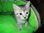 Willow Mina, Egyptian Mau, Silver Female #1 DOB 3-11-17