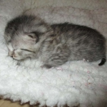 Egyptian Mau, Silver, Female DOB 3-11-17