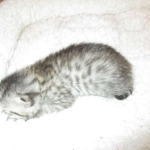 Egyptian Mau, Silver, Female DOB 3-11-17