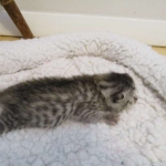 Egyptian Mau, Silver, Female DOB 3-11-17