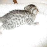 Egyptian Mau, Silver, Female DOB 3-11-17