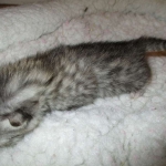 Egyptian Mau, Silver, Female DOB 3-11-17