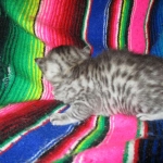 Egyptian Mau, Silver, Female DOB 3-11-17