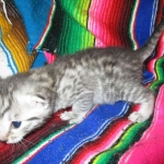 Egyptian Mau, Silver, Female DOB 3-11-17