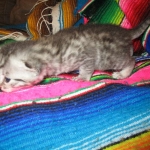 Egyptian Mau, Silver, Female DOB 3-11-17