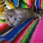 Egyptian Mau, Silver, Female DOB 3-11-17