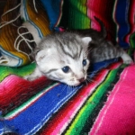 Egyptian Mau, Silver, Female DOB 3-11-17