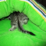 Willow Mina, Egyptian Mau, Silver, Female DOB 3-11-17