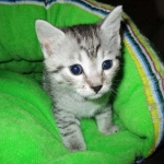 Willow Mina, Egyptian Mau, Silver, Female DOB 3-11-17