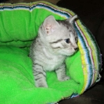 Willow Mina, Egyptian Mau, Silver, Female DOB 3-11-17