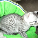 Willow Mina, Egyptian Mau, Silver, Female DOB 3-11-17